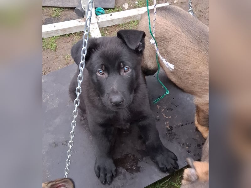 Schwarzer Schäferhundrüde-Welpe aus Körzucht vom Satansthron