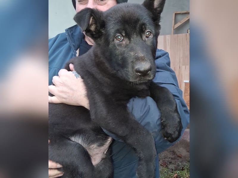 Schwarzer Schäferhundrüde-Welpe aus Körzucht vom Satansthron