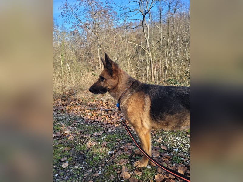 Elfie- Schäferhündin sucht Zuhause