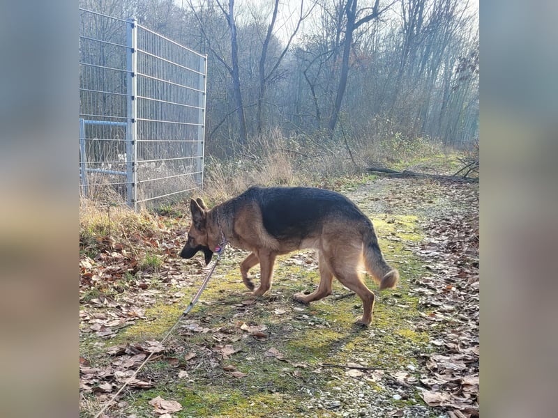 Elfie- Schäferhündin sucht Zuhause