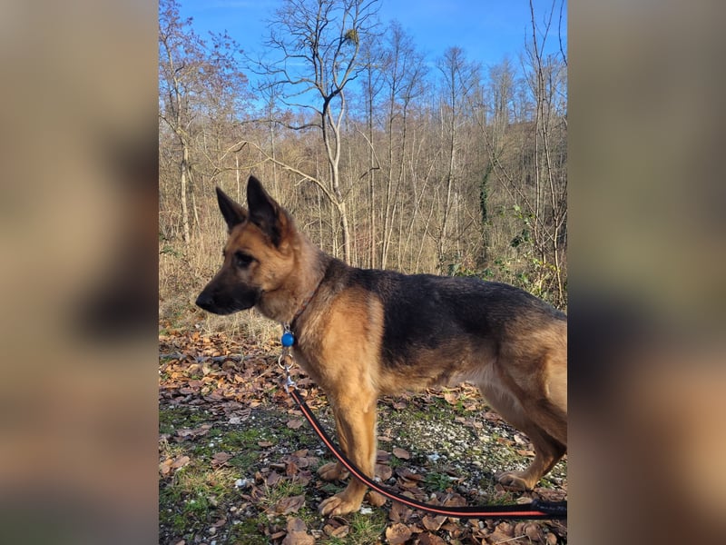 Elfie- Schäferhündin sucht Zuhause