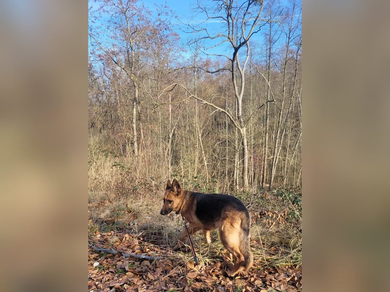 Elfie- Schäferhündin sucht Zuhause