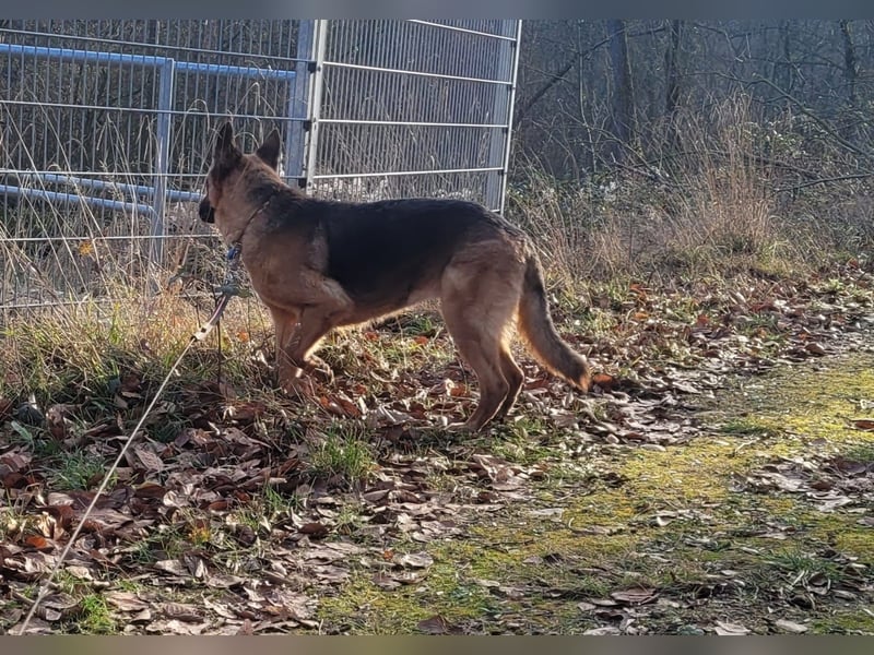 Elfie- Schäferhündin sucht Zuhause