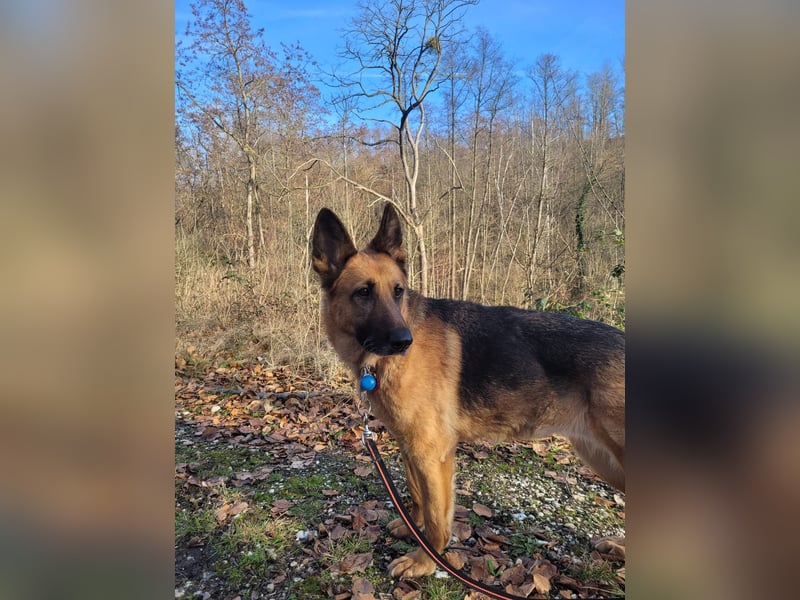 Elfie- Schäferhündin sucht Zuhause