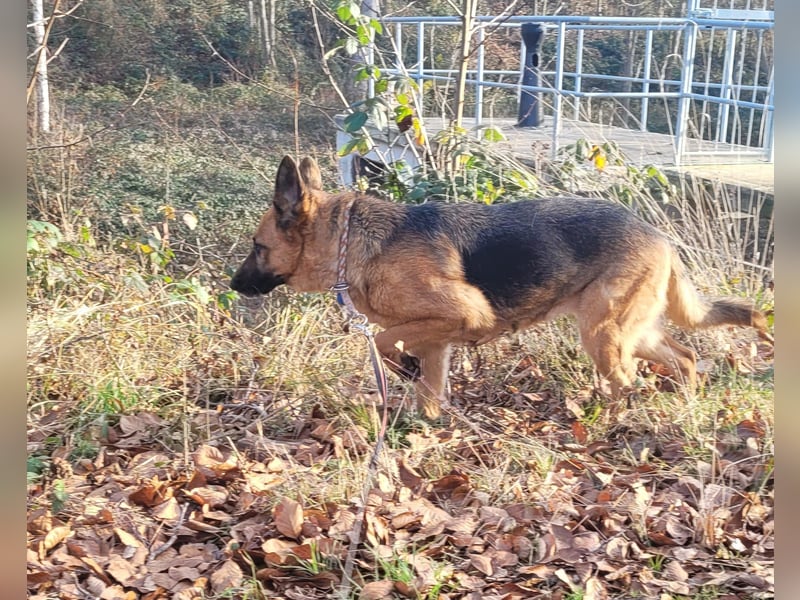 Elfie- Schäferhündin sucht Zuhause