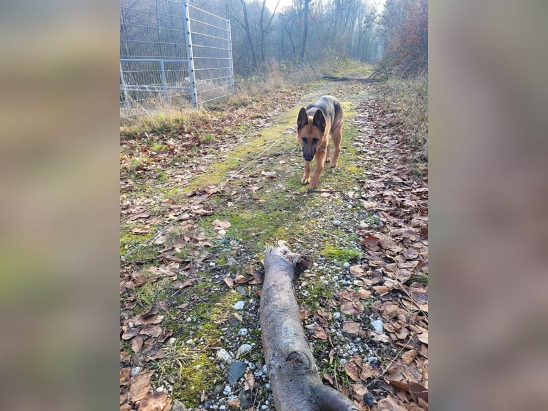 Elfie- Schäferhündin sucht Zuhause