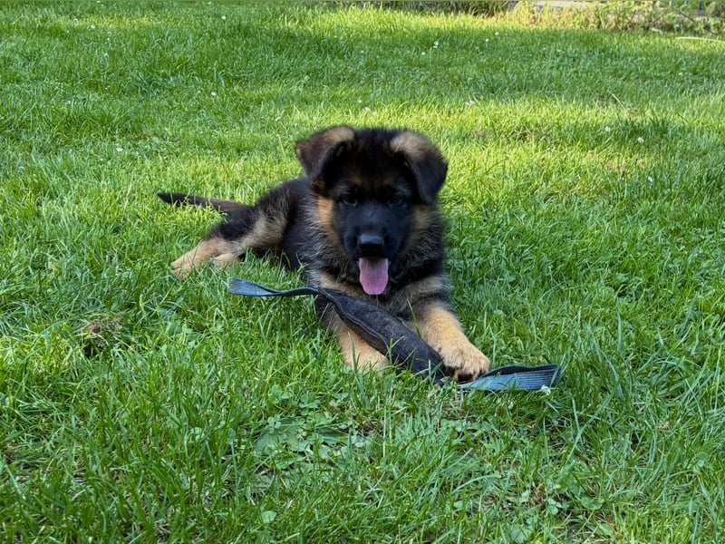 Deutscher Schäferhund-Welpe aus liebevoller Hobbyzucht