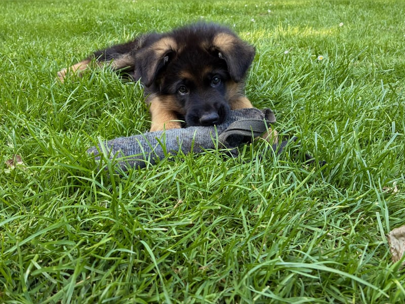 Deutscher Schäferhund-Welpe aus liebevoller Hobbyzucht