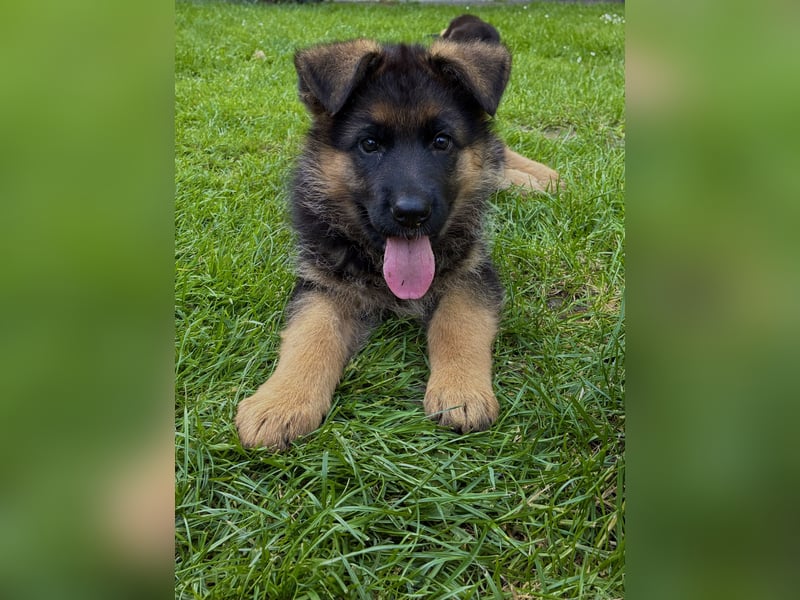 Deutscher Schäferhund-Welpe aus liebevoller Hobbyzucht