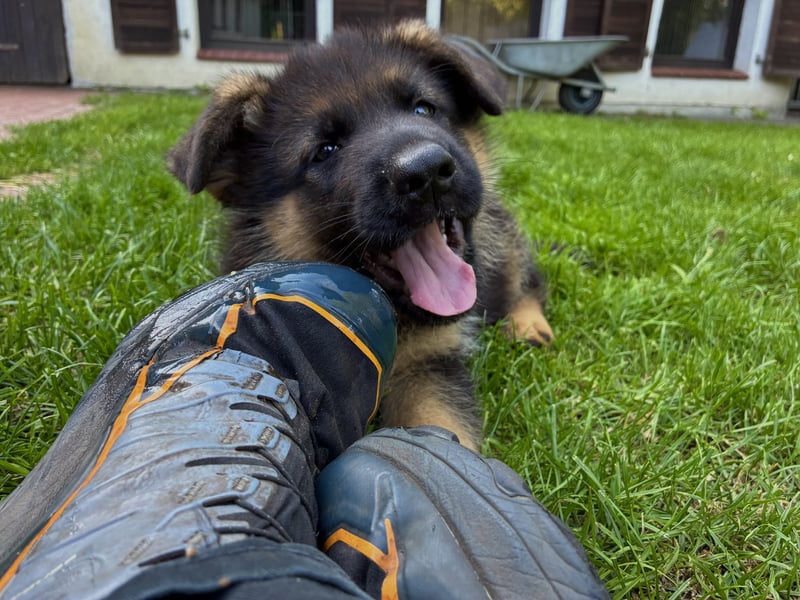 Deutscher Schäferhund-Welpe aus liebevoller Hobbyzucht