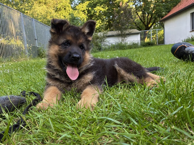 Deutscher Schäferhund-Welpe aus liebevoller Hobbyzucht