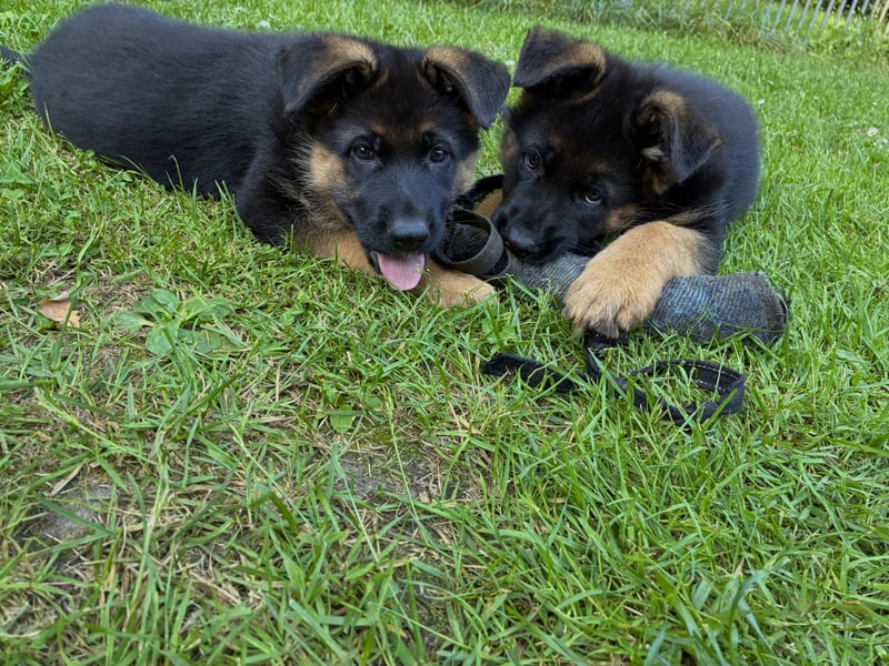 Deutscher Schäferhund-Welpe aus liebevoller Hobbyzucht