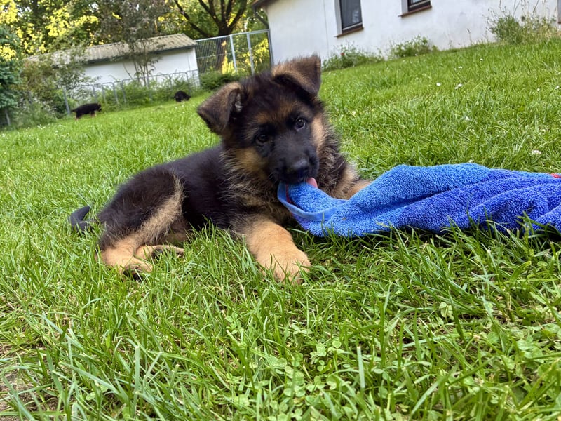 Deutscher Schäferhund-Welpe aus liebevoller Hobbyzucht