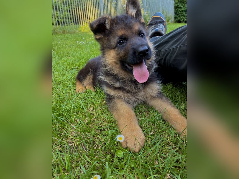 Deutscher Schäferhund-Welpe aus liebevoller Hobbyzucht