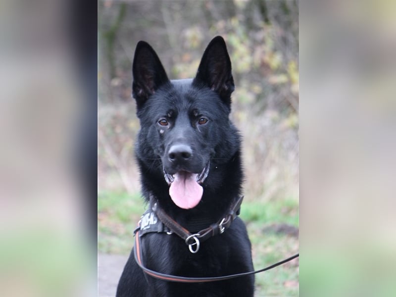 *** DJANGO - eine Herausforderung!***