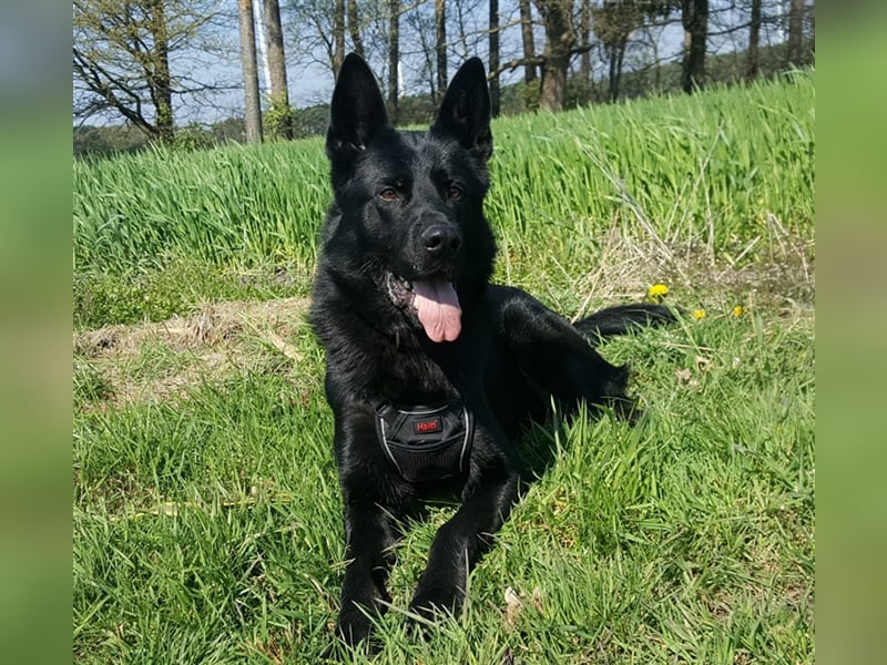 *** DJANGO - eine Herausforderung!***