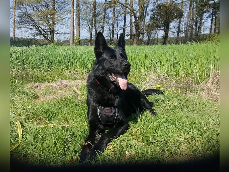 *** DJANGO - eine Herausforderung!***