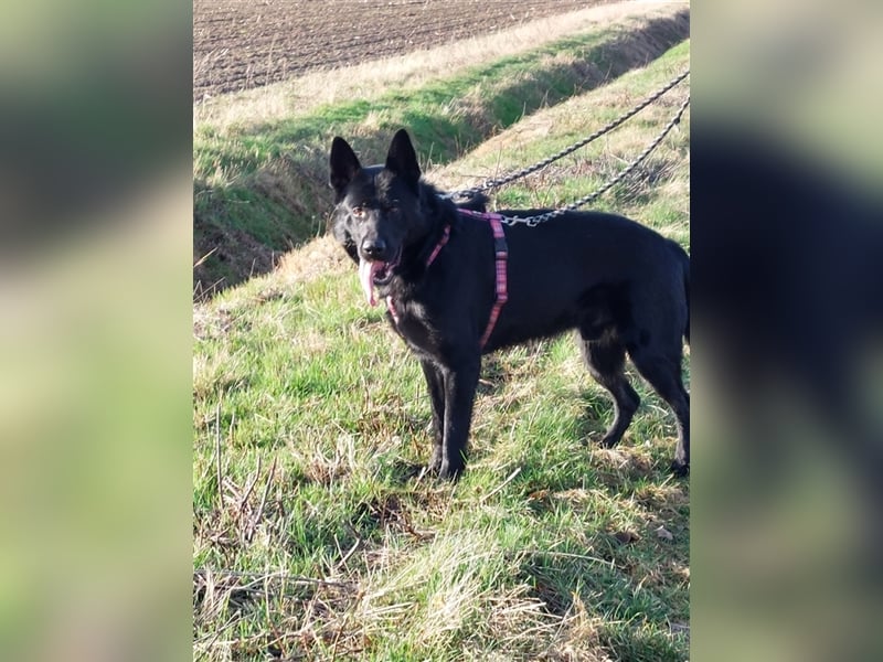 *** DJANGO - eine Herausforderung!***