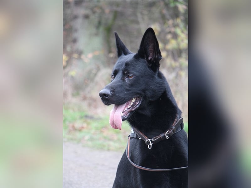 *** DJANGO - eine Herausforderung!***