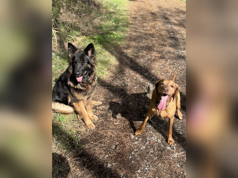 Laika sucht ihr Für-immer-Zuhause