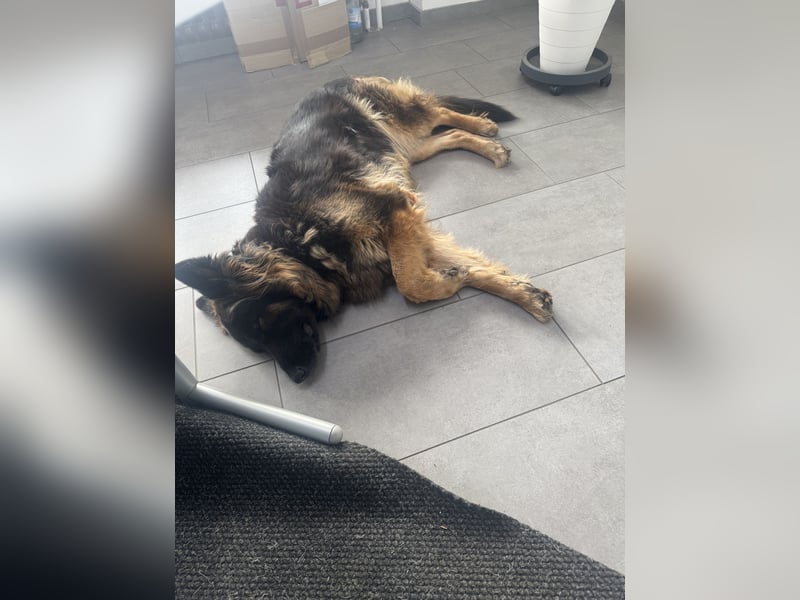 Laika sucht ihr Für-immer-Zuhause