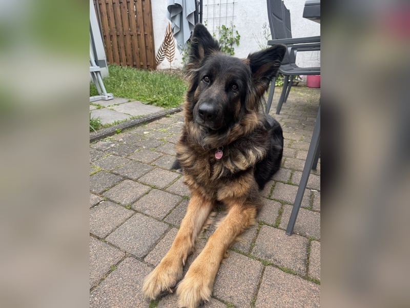 Laika sucht ihr Für-immer-Zuhause