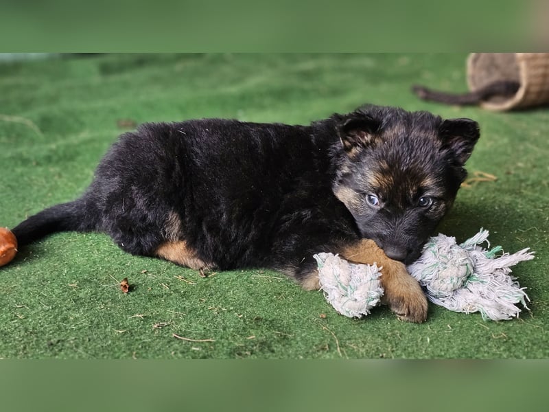 Deutscher Schäferhund Welpen Schäferhundwelpen