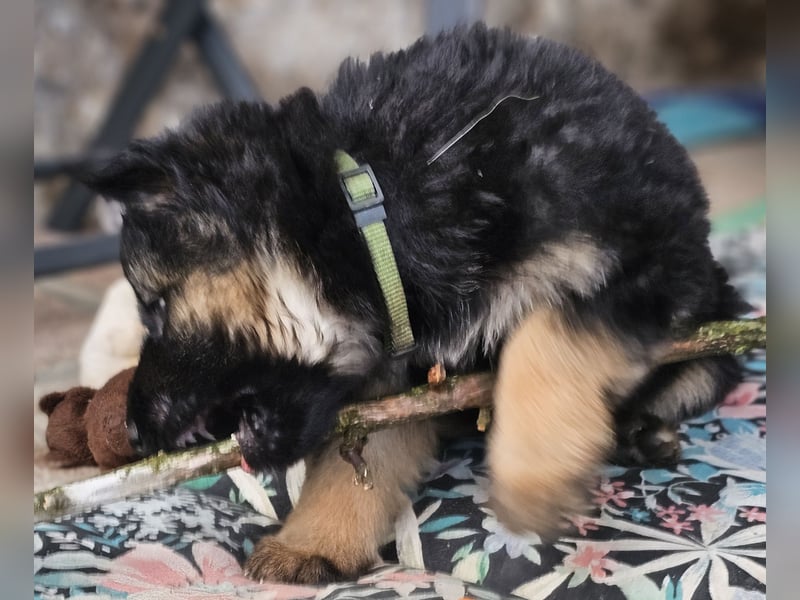 Deutscher Schäferhund Welpen Schäferhundwelpen