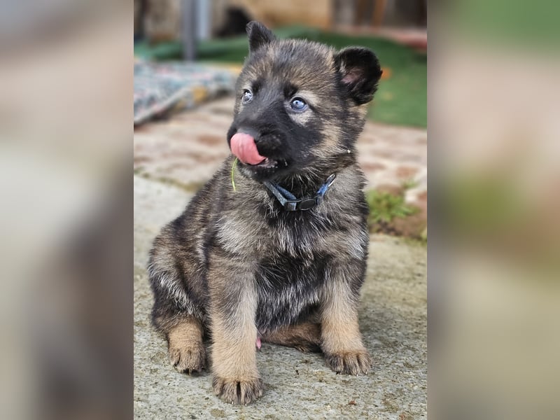 Deutscher Schäferhund Welpen Schäferhundwelpen