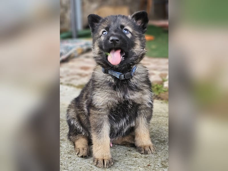 Deutscher Schäferhund Welpen Schäferhundwelpen