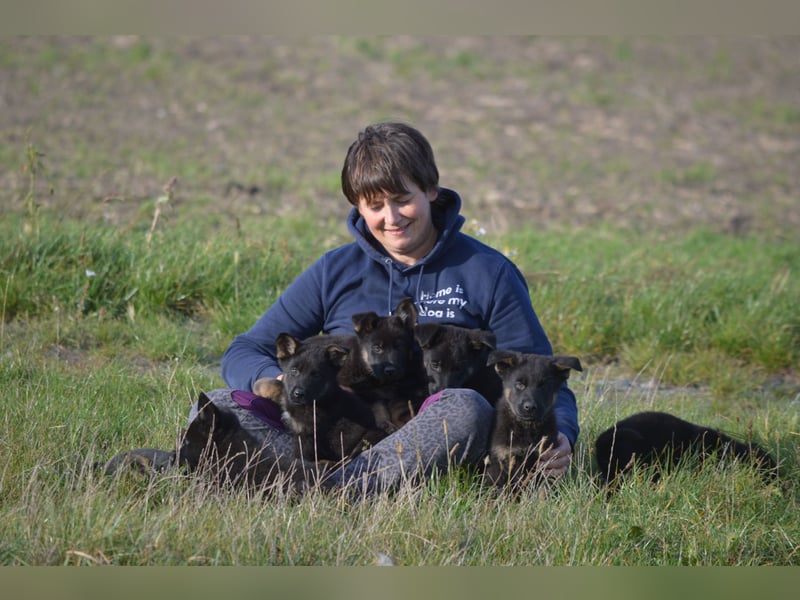 Dt. Schäferhundwelpen aus 100% DDR-Blutlinien mit roten SV/VDH Papieren.