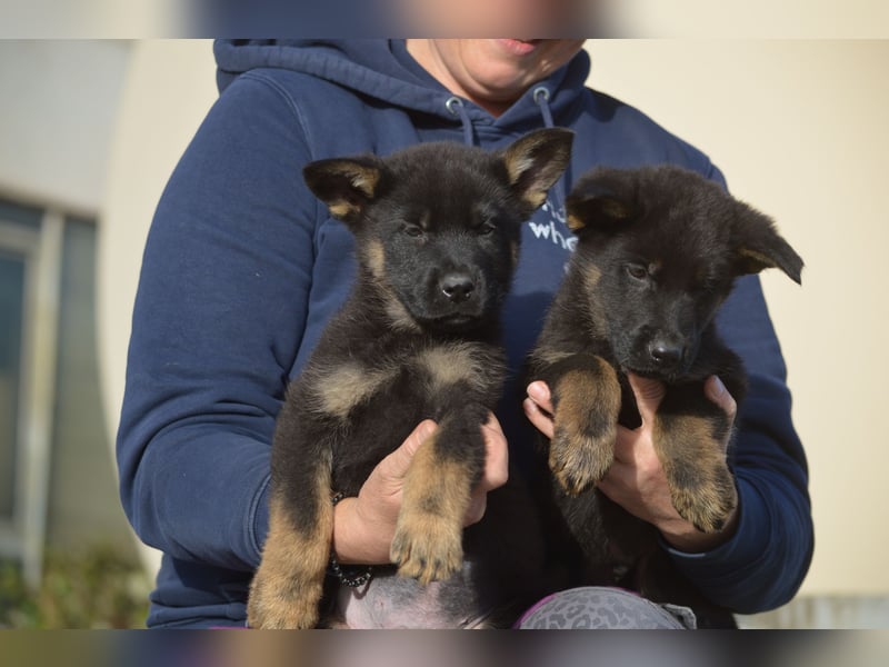 Dt. Schäferhundwelpen aus 100% DDR-Blutlinien mit roten SV/VDH Papieren.