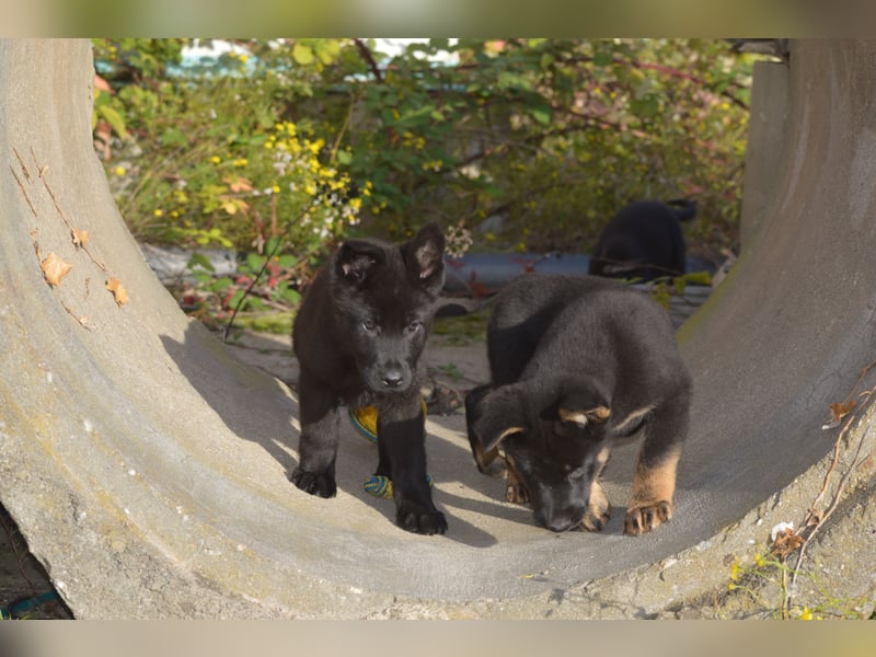 Dt. Schäferhundwelpen aus 100% DDR-Blutlinien mit roten SV/VDH Papieren.