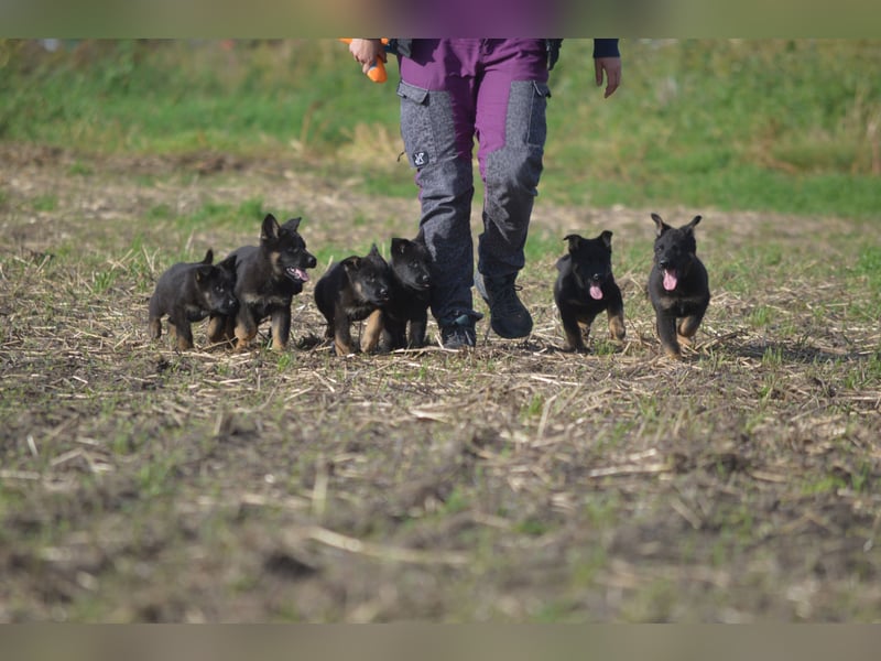 Dt. Schäferhundwelpen aus 100% DDR-Blutlinien mit roten SV/VDH Papieren.