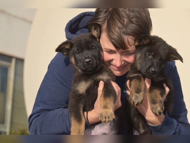 Dt. Schäferhundwelpen aus 100% DDR-Blutlinien mit roten SV/VDH Papieren.