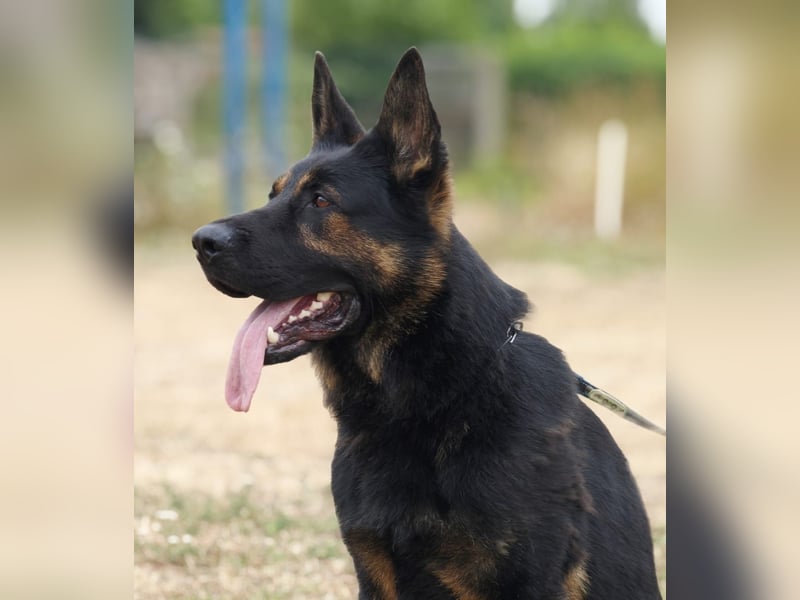 Dt. Schäferhundwelpen aus 100% DDR-Blutlinien mit roten SV/VDH Papieren.