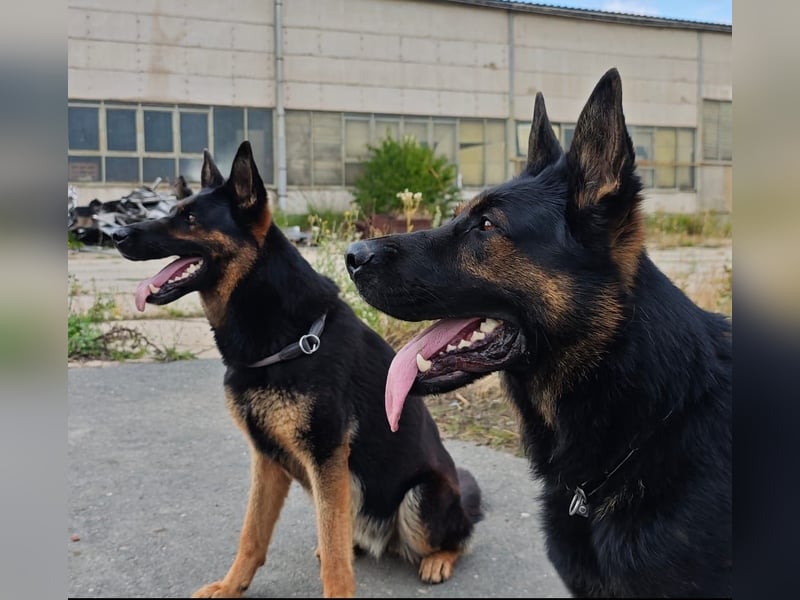 Dt. Schäferhundwelpen aus 100% DDR-Blutlinien mit roten SV/VDH Papieren.