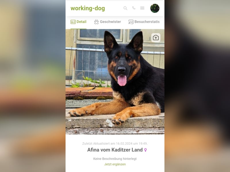 Dt. Schäferhundwelpen aus 100% DDR-Blutlinien mit roten SV/VDH Papieren.