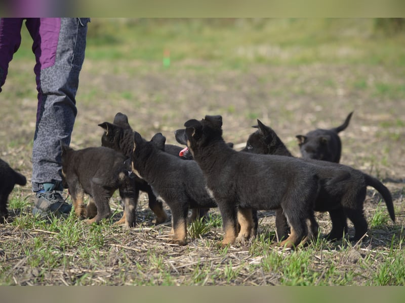 Dt. Schäferhundwelpen aus 100% DDR-Blutlinien mit roten SV/VDH Papieren.