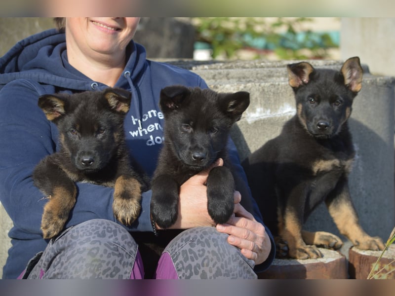 Dt. Schäferhundwelpen aus 100% DDR-Blutlinien mit roten SV/VDH Papieren.