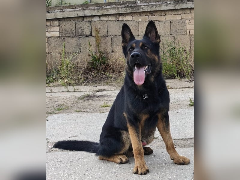 Dt. Schäferhundwelpen aus 100% DDR-Blutlinien mit roten SV/VDH Papieren.