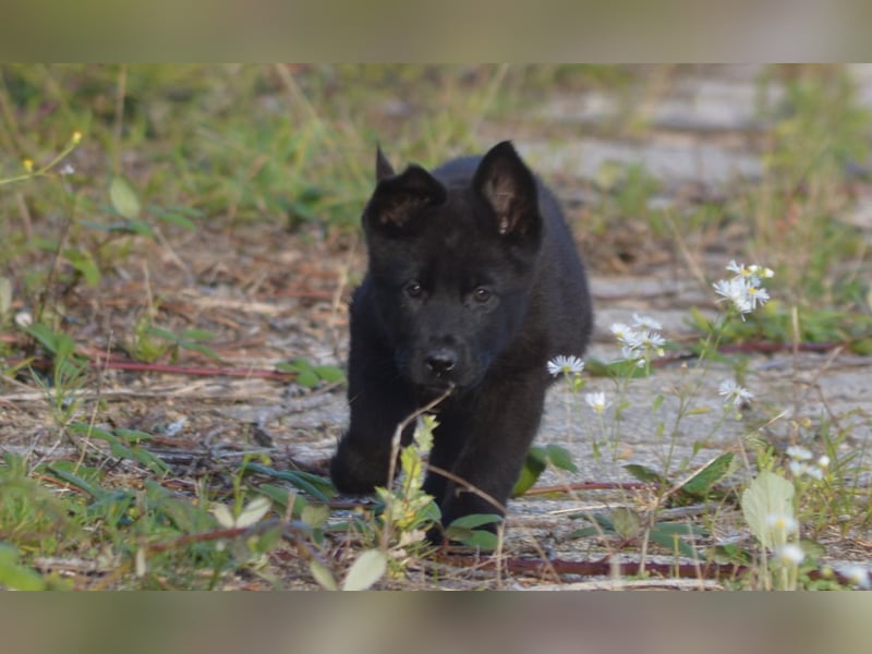 Dt. Schäferhundwelpen aus 100% DDR-Blutlinien mit roten SV/VDH Papieren.