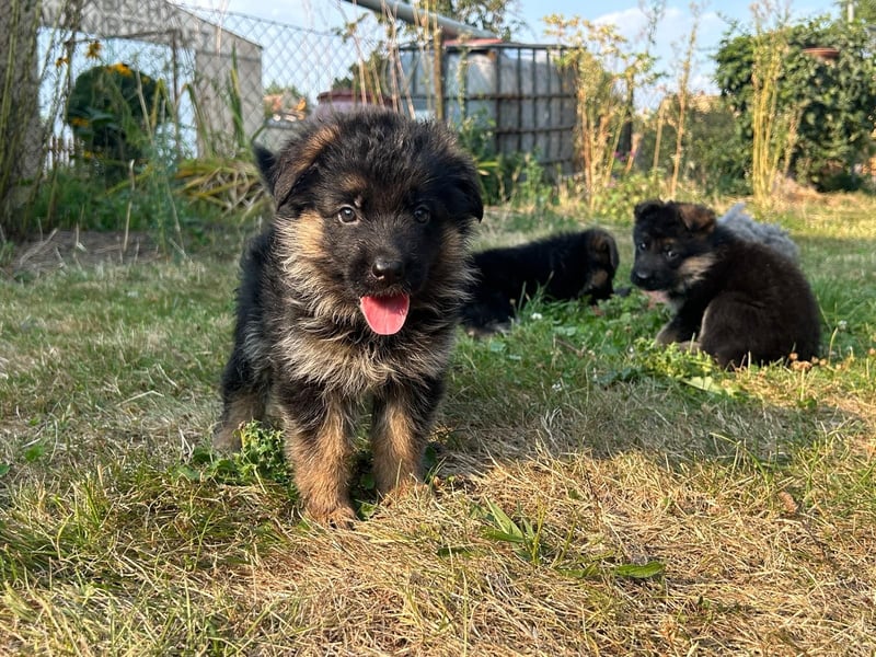 Deutsche Schäferhundwelpen - Hündin und Rüde in liebevolle Hände abzugeben