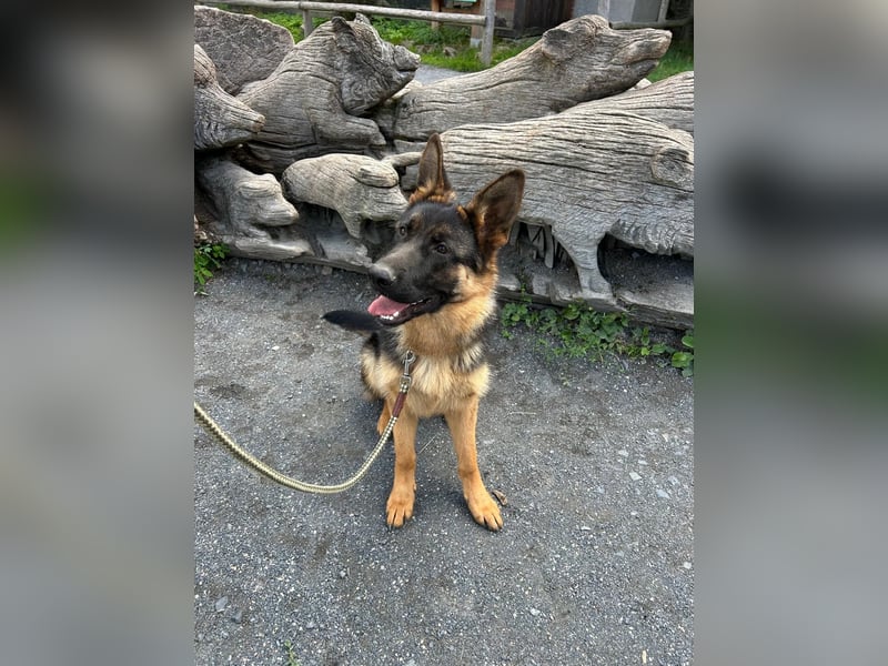 Deutscher Schäferhund-Rüde in liebevolle Hände abzugeben
