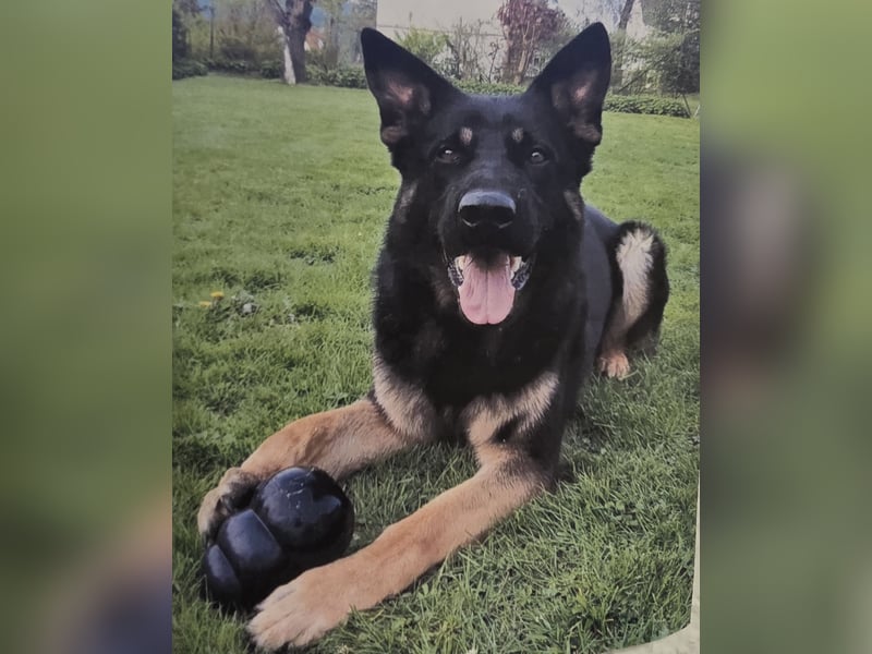 Deutscher Schäferhund