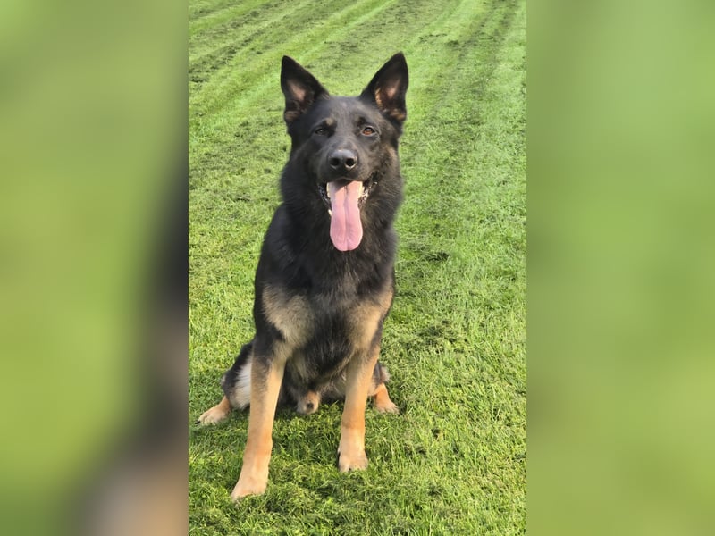 Deutscher Schäferhund