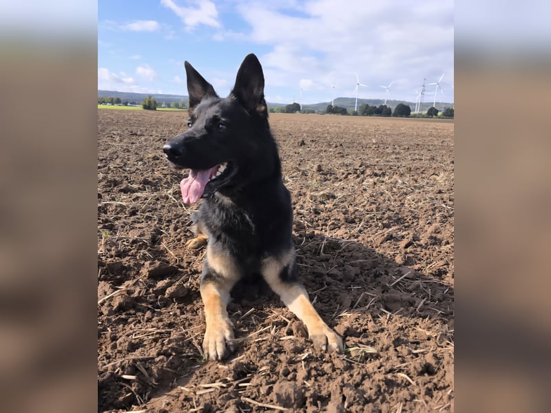 Deutscher Schäferhund