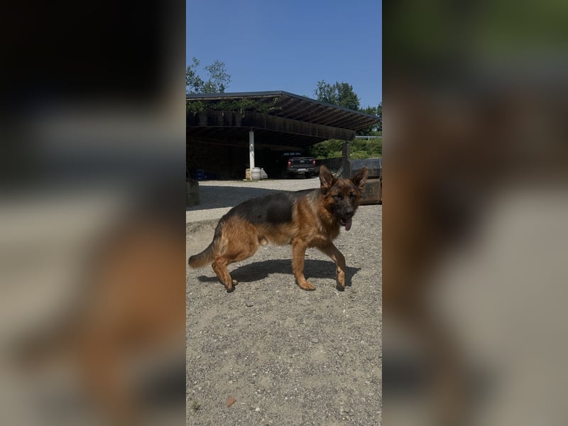 Deutscher Schäferhund Rüde sucht neues glückliches Zuhause