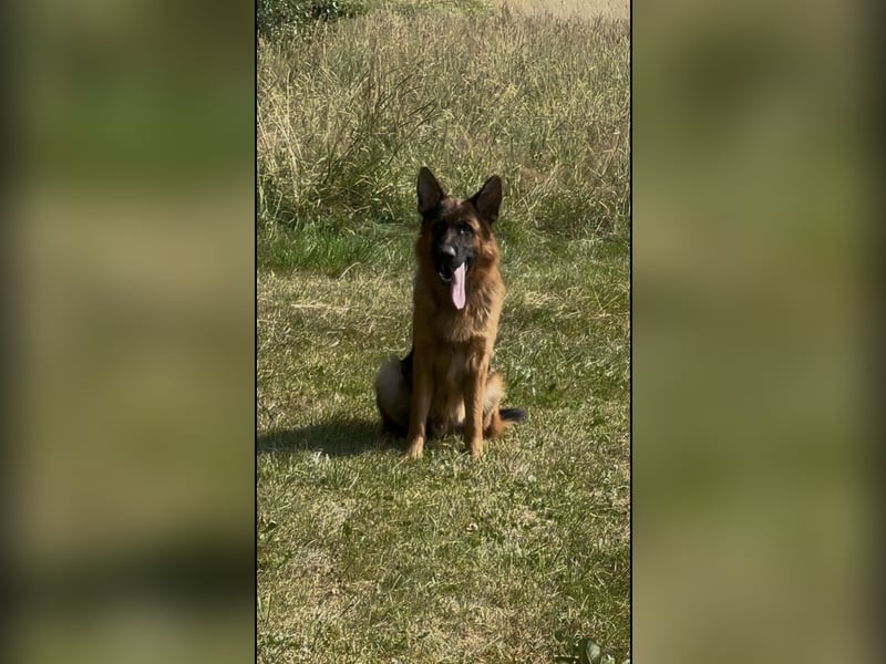 Deutscher Schäferhund Rüde sucht neues glückliches Zuhause