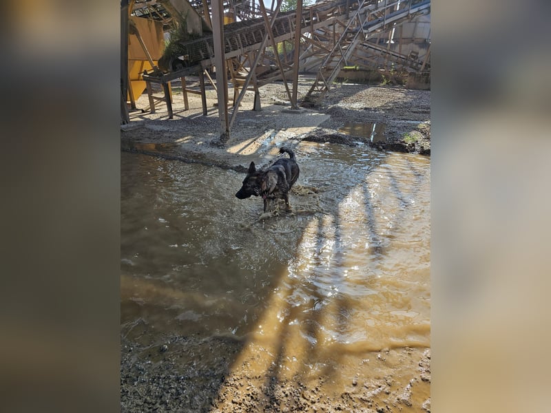 Deutsche Schäferhündin